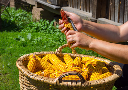 Farmer hands peeling yellow corn manually after harvest in a rural village in Transylvania, Romaniaの写真素材