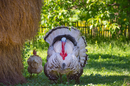 Beautiful male turkey in rural countryside
