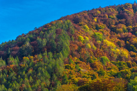 Hill with colorful trees and bright blue sky, in autumnの写真素材