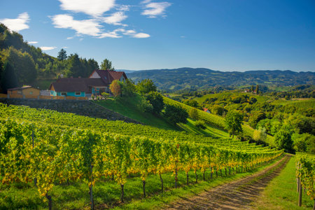 Vineyards along South Styrian Wine Road, a charming region on the border between Austria and Slovenia with green rolling hills, vineyards, picturesque villages and wine tavernsの写真素材
