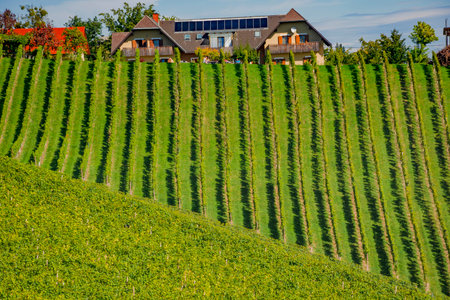 Vineyards along South Styrian Wine Road, a charming region on the border between Austria and Slovenia with green rolling hills, vineyards, picturesque villages and wine tavernsの写真素材
