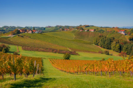 Vineyards along South Styrian Wine Road, a charming region on the border between Austria and Slovenia with green rolling hills, vineyards, picturesque villages and wine tavernsの写真素材