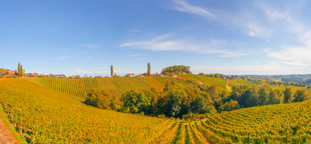 Vineyards along South Styrian Wine Road, a charming region on the border between Austria and Slovenia with green rolling hills, vineyards, picturesque villages and wine taverns. Selective focusの写真素材