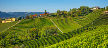 Vineyards along South Styrian Wine Road, a charming region on the border between Austria and Slovenia with green rolling hills, vineyards, picturesque villages and wine tavernsの写真素材