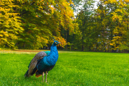 Peacocks walking in the park in Graz, Styria region, Austriaの写真素材