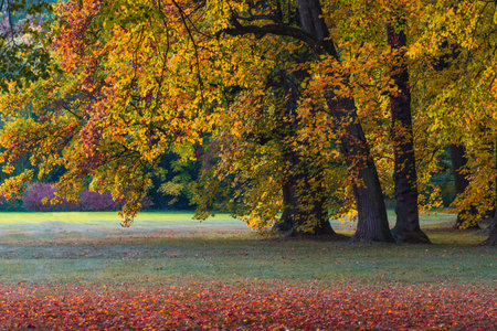 Peacocks walking in the park in Graz, Styria region, Austriaの写真素材