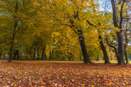Peacocks walking in the park in Graz, Styria region, Austriaの写真素材