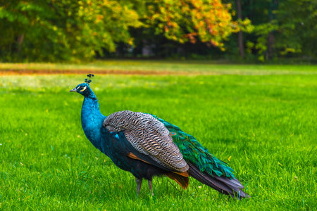 Peacocks walking in the park in Graz, Styria region, Austriaの写真素材