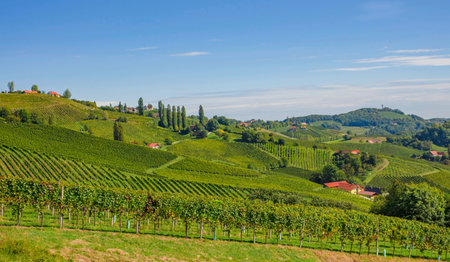 Vineyards along South Styrian Wine Road, a charming region on the border between Austria and Slovenia with green rolling hills, vineyards, picturesque villages and wine tavernsの写真素材