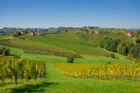 Vineyards along South Styrian Wine Road, a charming region on the border between Austria and Slovenia with green rolling hills, vineyards, picturesque villages and wine tavernsの写真素材