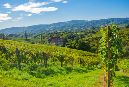 Vineyards along South Styrian Wine Road, a charming region on the border between Austria and Slovenia with green rolling hills, vineyards, picturesque villages and wine tavernsの写真素材