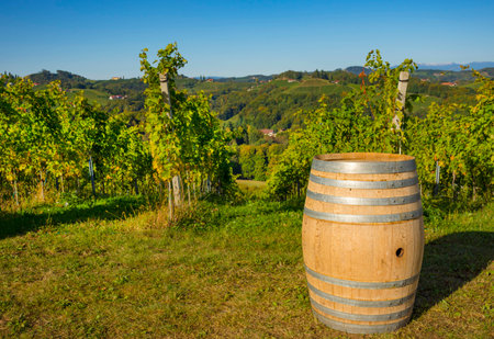 Vineyards along South Styrian Wine Road, a charming region on the border between Austria and Slovenia with green rolling hills, vineyards, picturesque villages and wine tavernsの写真素材