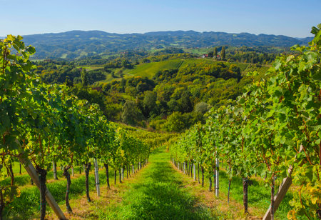 Vineyards along South Styrian Wine Road, a charming region on the border between Austria and Slovenia with green rolling hills, vineyards, picturesque villages and wine tavernsの写真素材