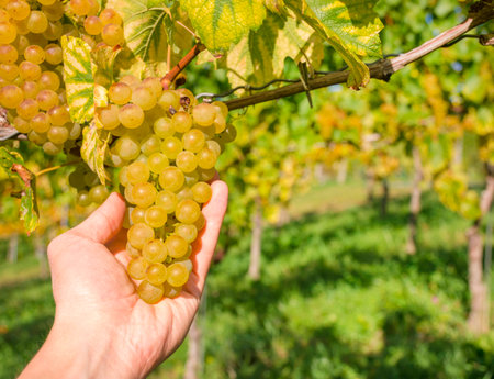 Vineyards along South Styrian Wine Road, a charming region on the border between Austria and Slovenia with green rolling hills, vineyards, picturesque villages and wine tavernsの写真素材