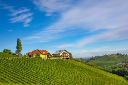 Vineyards along South Styrian Wine Road, a charming region on the border between Austria and Slovenia with green rolling hills, vineyards, picturesque villages and wine tavernsの写真素材