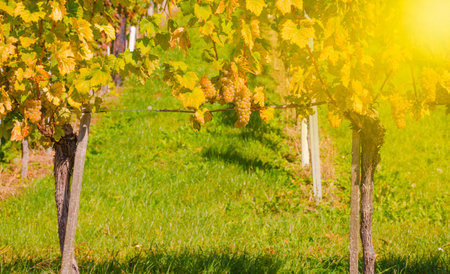 Famous Wine Road in the shape of a heart, a charming region on the border between Austria and Slovenia with green rolling hills, vineyards, picturesque villages and wine tavernsの写真素材