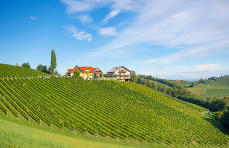 Famous Wine Road in the shape of a heart, a charming region on the border between Austria and Slovenia with green rolling hills, vineyards, picturesque villages and wine tavernsの写真素材