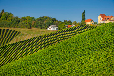 Famous Wine Road in the shape of a heart, a charming region on the border between Austria and Slovenia with green rolling hills, vineyards, picturesque villages and wine tavernsの写真素材