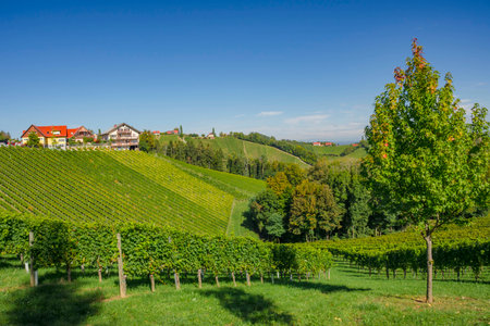 Famous Wine Road in the shape of a heart, a charming region on the border between Austria and Slovenia with green rolling hills, vineyards, picturesque villages and wine tavernsの写真素材