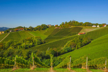 Vineyards along South Styrian Wine Road, a charming region on the border between Austria and Slovenia with green rolling hills, vineyards, picturesque villages and wine tavernsの写真素材