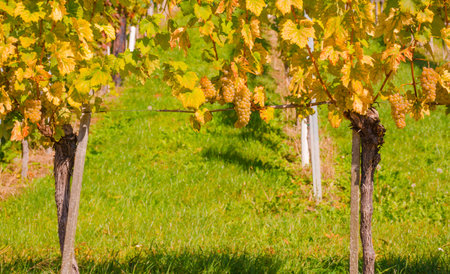 Vineyards along South Styrian Wine Road, a charming region on the border between Austria and Slovenia, seen through an old heart-shaped vintage wooden fenceの写真素材