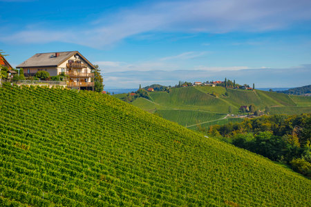 Vineyards along South Styrian Wine Road, a charming region on the border between Austria and Slovenia with green rolling hills, vineyards, picturesque villages and wine tavernsの写真素材