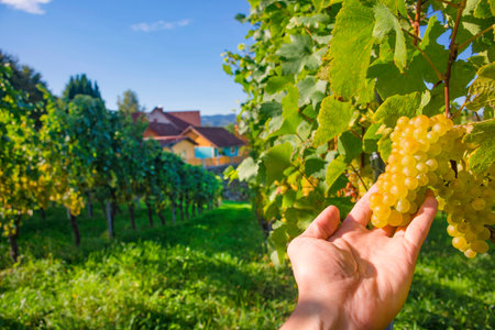 Vineyards along South Styrian Wine Road, a charming region on the border between Austria and Slovenia with green rolling hills, vineyards, picturesque villages and wine tavernsの写真素材