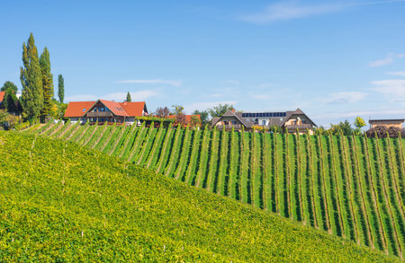 Vineyards along South Styrian Wine Road, a charming region on the border between Austria and Slovenia with green rolling hills, vineyards, picturesque villages and wine tavernsの写真素材