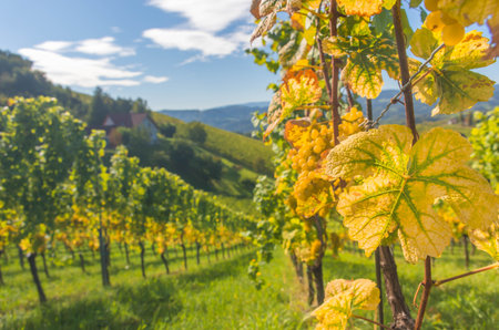Vineyards along South Styrian Wine Road, a charming region on the border between Austria and Slovenia with green rolling hills, vineyards, picturesque villages and wine tavernsの写真素材