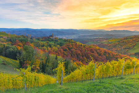 Vineyards along South Styrian Wine Road, a charming region on the border between Austria and Slovenia with green rolling hills, vineyards, picturesque villages and wine tavernsの写真素材
