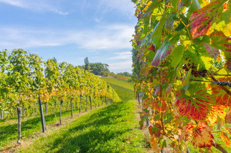 Vineyards along South Styrian Wine Road, a charming region on the border between Austria and Slovenia with green rolling hills, vineyards, picturesque villages and wine tavernsの写真素材