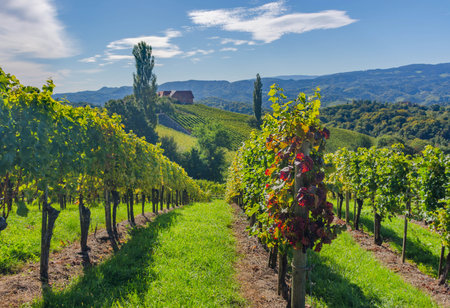 Vineyards along South Styrian Wine Road, a charming region on the border between Austria and Slovenia with green rolling hills, vineyards, picturesque villages and wine tavernsの写真素材