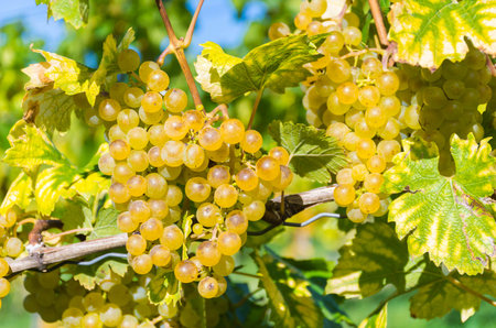 Ripe white wine grapes in the vineyards along South Styrian Wine Road, a charming region on the border between Austria and Slovenia, before harvestの写真素材