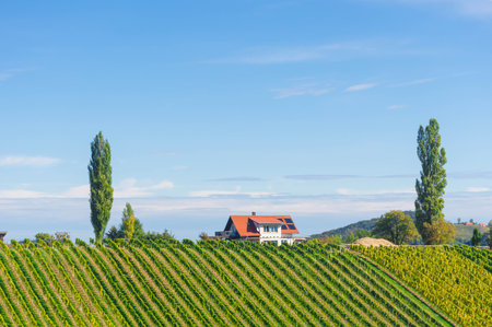 Vineyards along South Styrian Wine Road, a charming region on the border between Austria and Slovenia with green rolling hills, vineyards, picturesque villages and wine tavernsのeditorial素材