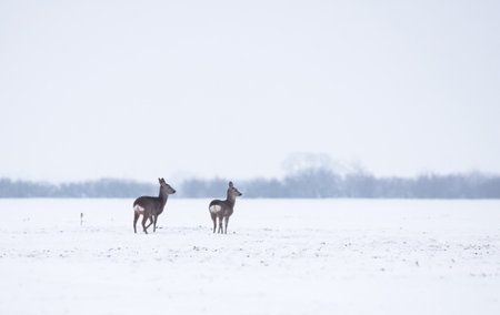 Wild deer (dama dama) in winter landscape, in the forestの写真素材