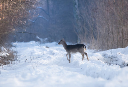 Wild deer (dama dama) in winter landscape, in the forestの写真素材