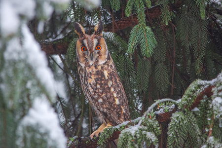 Long-eared owl (Asio otus) siting in snowy fir tree, in cold winter dayの写真素材