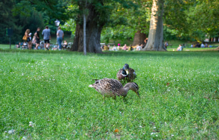Beautiful Mallard wild ducks (Anas platyrhynchos, Anatidae) in the grass and people relaxing in the park, in Graz, Styria region, Austria. Selective focus.の写真素材