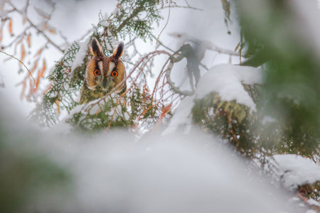 Long-eared owl (Asio otus) portrait hiding in a snowy tree, in cold winter dayの写真素材