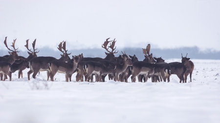 Group of delicate wild deer (dama dama) in winter landscape, on the field outside the forest. Selective focusの写真素材