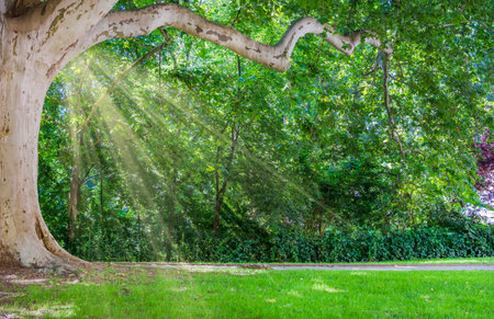 An old plane tree (or Platanus) in the park and sun rays in the tree crown, in summer sunny dayの写真素材