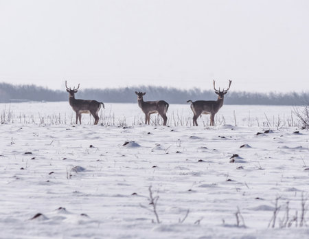 Group of wild deer (dama dama) in winter landscape, on the field outside the forestの写真素材