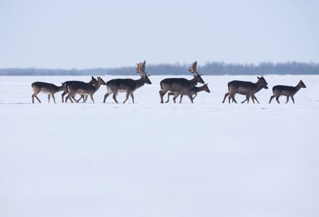 Group of wild deer (dama dama) in winter landscape, on the field outside the forestの写真素材