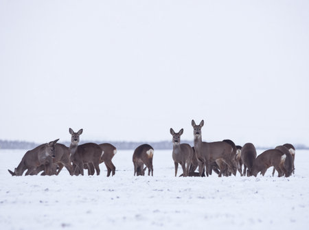 Group of delicate wild deer (dama dama) in winter landscape, on the field outside the forest. Selective focusの写真素材