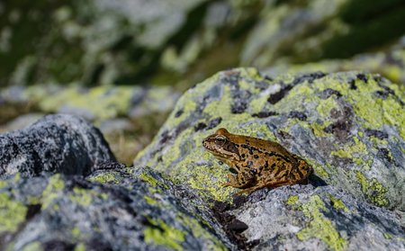 Red frog in Retezat National Park, Carpathian Mountains, Romaniaの写真素材
