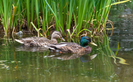 Beautiful colorful Mallard wild duck (Anas platyrhynchos, Anatidae) in waters of a lakeの写真素材
