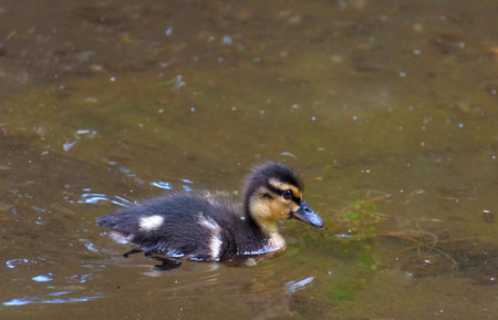Beautiful and cute Mallard ducklings (Anas platyrhynchos, Anatidae) in waters of a lake.の写真素材