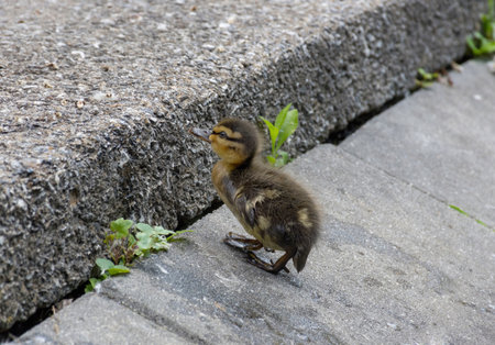 Beautiful and cute Mallard ducklings (Anas platyrhynchos, Anatidae). Selective focus.の写真素材