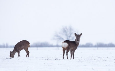 Group of delicate wild deer (dama dama) in winter landscape, on the field outside the forest. Selective focusの写真素材