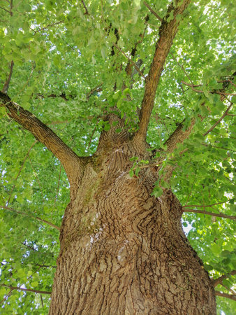 Old tree in the forest, in sunny summer dayの写真素材